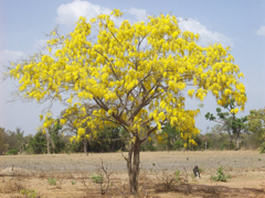 Cassia sieberiana West African Laburnum